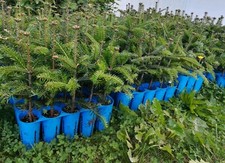 5 Stück XL Topfpflanze Raketen Nordmanntanne  Weihnachtsbaum 20-35cm