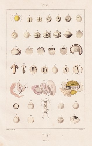Ovologie eier eggs - eier,