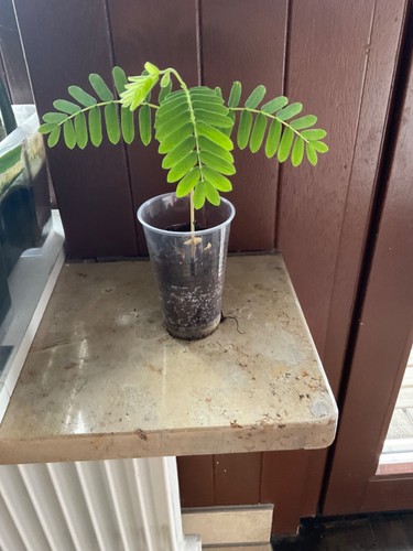 Tamarindus indica tamarinde - indica,