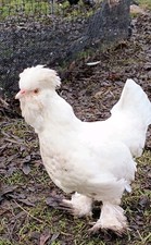 6 Eier Haubenhühner