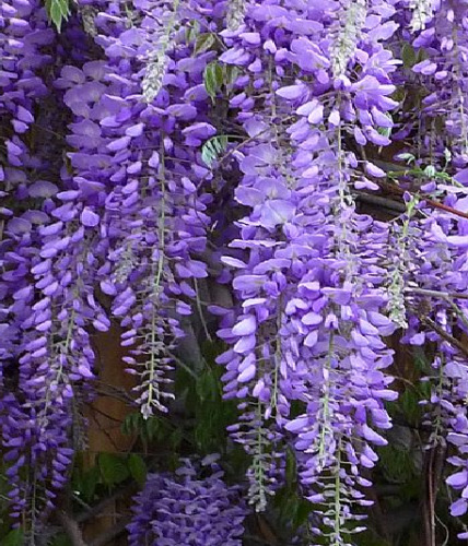 Wisteria sinensis glycine - sinensis,