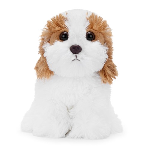 Jackie the shih tzu - jackie,