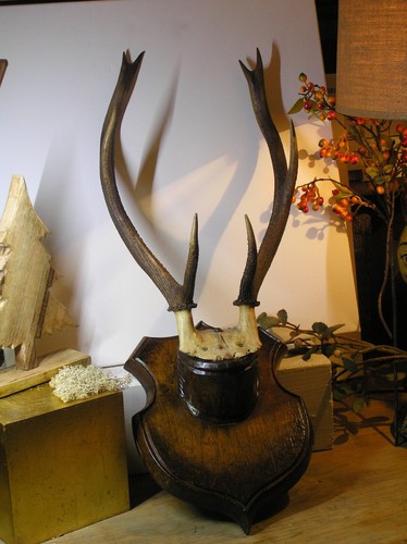 Altes hirschgeweih jagd - hirschgeweih,
