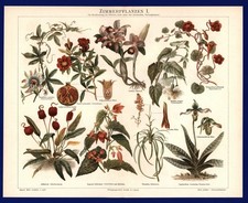 Lithographie Blumen 1897 -