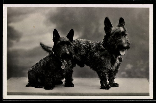 Foto zwei scotchterrier - foto-ak, mit
