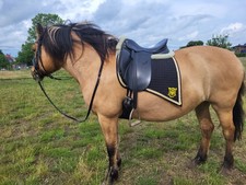 Mattes Schabracke Dressur Barock, Lammfell