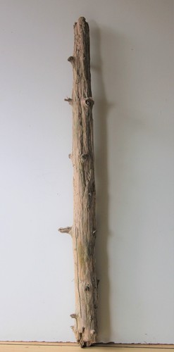 Treibholz schwemmholz - treibholz,