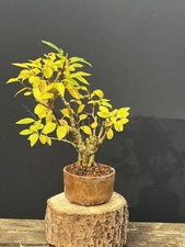 Bonsai Forsythie ca 8 Jahre auch für Anfänger geeignet