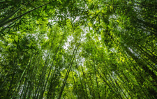 Riesenbambus Moso Winterhart Samen schnellkeimend Phyllostachys pubescens