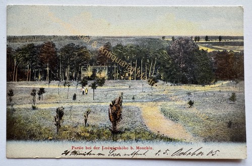 Moschin ludwigshöhe 1905 - ak,