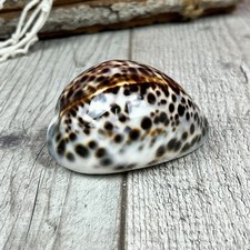 Tigermuschel 8cm Cypraea