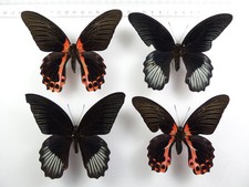 Set papilio rumanzovia - 4,