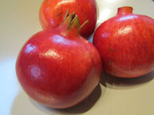 Punica granatum 'Dente di Cavallo'- Granatapfelbaum - Pflanze 20-40cm -12° Frost