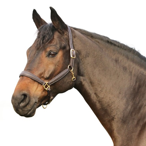 Euroriding leder halfter - leder,