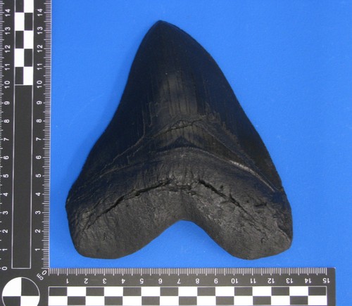 Megalodon zahn kopie - zahn, kopie,