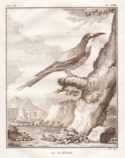 Bienenfresser Bee-eater Vogel