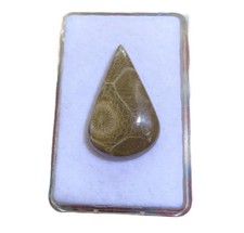 Petoskey Stein - Fossile