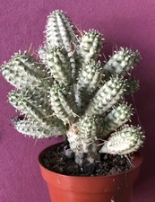 Euphorbia Mammillaris