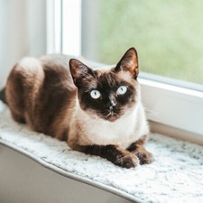 Katzen-Fenstermatte für