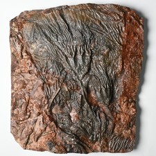 Doppeltes Crinoide Fossil