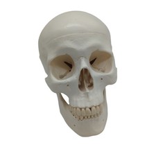 3B Scientific klassisches Schädel-Modell A20 mit Montage, classique, 1, 