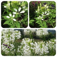 Spinnenpflanze spinnenblume - spinnenpflanze,