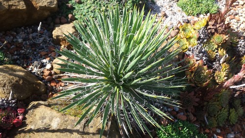 Mw61 2025 yucca nana - yucca,