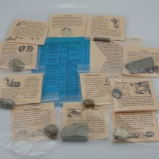Pädagogisches echtes Fossil