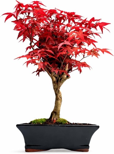 Acer palmatum deshojo - deshojo, bonsai