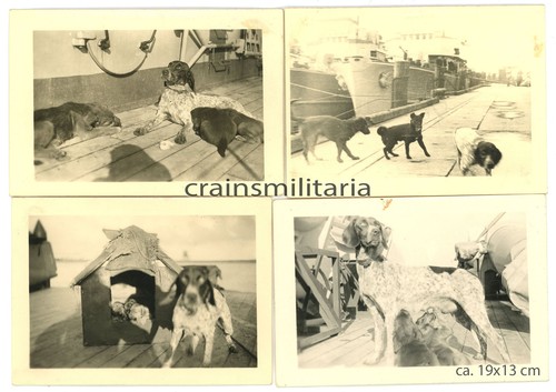 Orig foto bordhund der - bordhund,