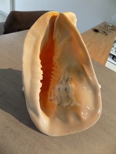 Muschel: NEW CASSIDAE CASSIS