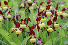 Cypripedium calceolus, 5 mehrtriebige XXL Jungpflanzen, mindestens 10 Sprosse