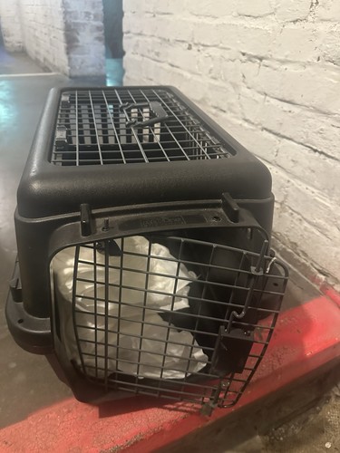 Katzenbox hundebox mit - katzenbox,