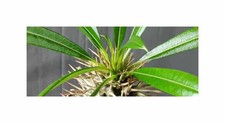 10x Pachypodium ramosum -