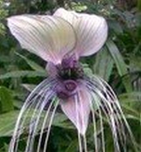 Weiße fledermausblume - weiße,