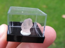 Kunzit aus Zambezia in Mozambique