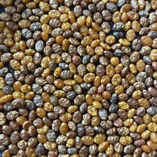 PLAYMOBIL Goldnuggets