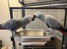 Badewanne futternapf papageien - badewanne,
