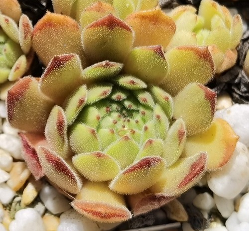 Sempervivum honigbär eigene - "honigbär",