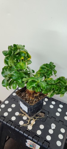 Adenium mini wustenrose - adenium,