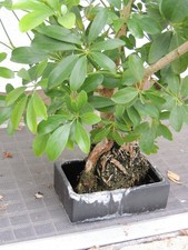 Schefflera - Strahlenaralie auf Lavastein Höhe ca. 100 cm - Zimmerpflanze 