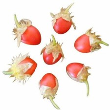 Litchitomate litchi tomate - -,