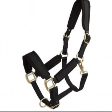 Back on Track Halfter Werano