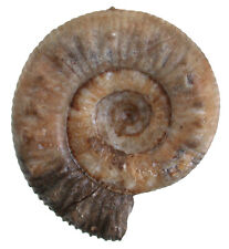 Lias  Peronoceras desplacei  Sehr seltener Ammonit  Altdorf bei Nürnberg  57-9