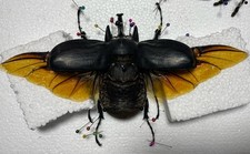 Entomologie*Coleoptera*Megasom