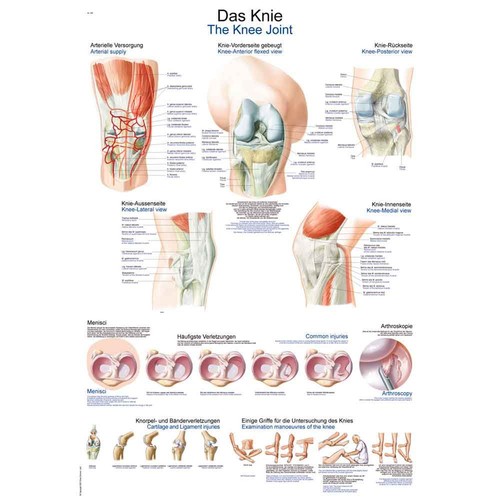 Erler zimmer anatomische - zimmer,