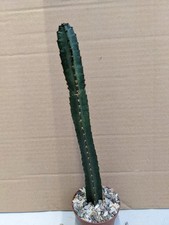 Samaipaticereus corroanus, kakteen sukkulenten Kaktus