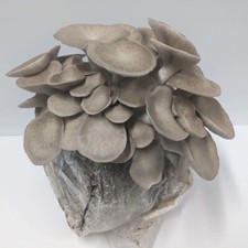 Kräuterseitling Pilzzuchtset Pleurotus eryngii Gourmet Pilze