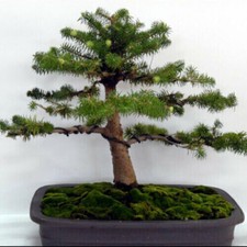 1x Rotfichte,Pre Bonsai, Picea abis im Topf, Yamadori