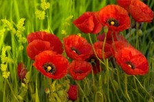 15000 Samen Klatschmohn Papaver rhoeas Blumenwiese Bienen Wiese Mohn Blume 